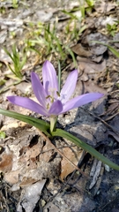 Colchicum bulbocodium versicolor