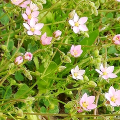 Rhodalsine geniculata