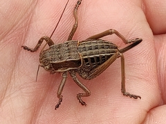 Pycnogaster