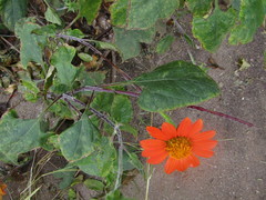 Tithonia rotundifolia image