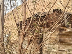 Anthocharis scolymus