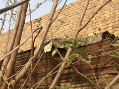 Anthocharis scolymus