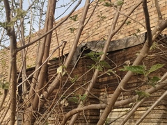 Anthocharis scolymus