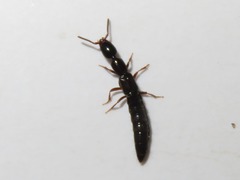 Xantholinus longiventris
