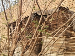 Anthocharis scolymus