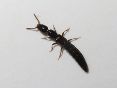 Xantholinus longiventris