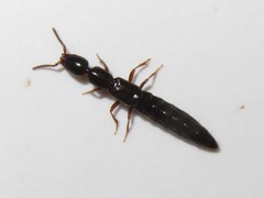 Xantholinus longiventris