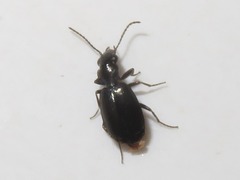Syntomus foveatus
