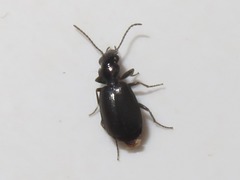 Syntomus foveatus