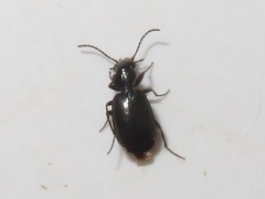 Syntomus foveatus