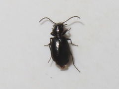 Syntomus foveatus