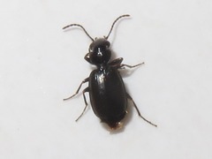 Syntomus foveatus