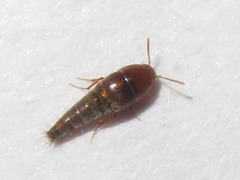 Sepedophilus nigripennis