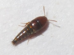 Sepedophilus nigripennis