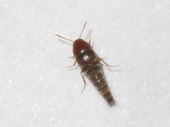 Sepedophilus nigripennis