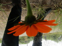 Tithonia rotundifolia image