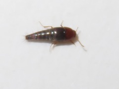 Sepedophilus nigripennis