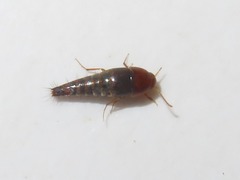 Sepedophilus nigripennis