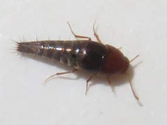 Sepedophilus nigripennis