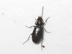 Syntomus foveatus