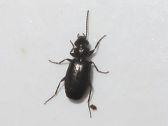 Syntomus foveatus