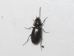 Syntomus foveatus