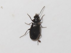 Syntomus foveatus