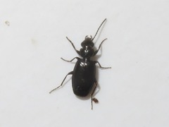 Syntomus foveatus