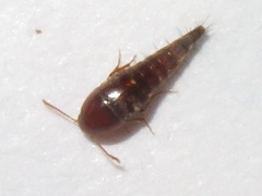 Sepedophilus nigripennis