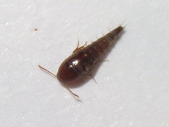Sepedophilus nigripennis