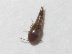 Sepedophilus nigripennis