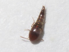 Sepedophilus nigripennis