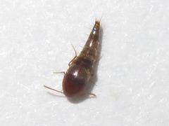 Sepedophilus nigripennis