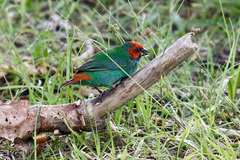Erythrura pealii