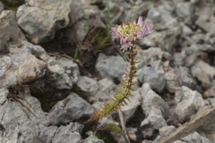 Pseudosedum longidentatum