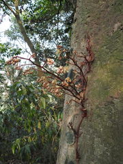 Erythrorchis altissima