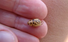 Chaerodes trachyscelides