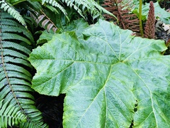 Gunnera kauaiensis