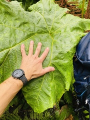 Gunnera kauaiensis