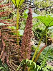 Gunnera kauaiensis