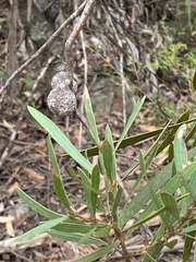 Hakea dactyloides