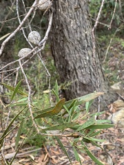 Hakea dactyloides