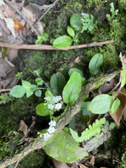 Trigonotis formosana