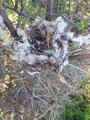 Muscardinus avellanarius