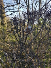 Muscardinus avellanarius