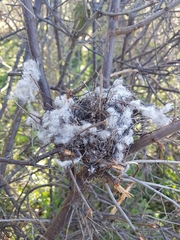 Muscardinus avellanarius