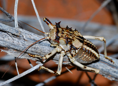 Acanthoproctus cervinus