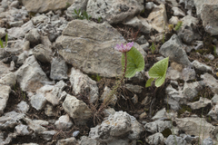Pseudosedum longidentatum