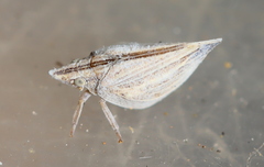 Paroxychara