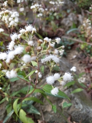 Ageratina riparia
